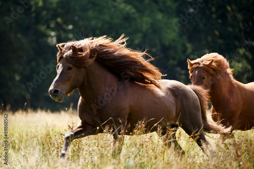Fototapeta Naklejka Na Ścianę i Meble -  Islanhengst im Galopp
