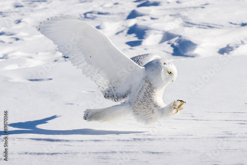 Snowy Owl Swoop