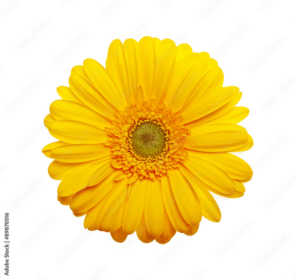 Yellow gerbera flower on a white background Yellow gerbera flower on a white background