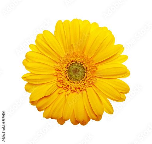 Yellow gerbera flower on a white background