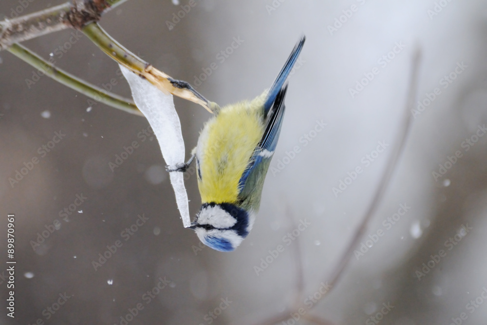 Fototapeta premium Blue tit at maple syrup icicle in early spring