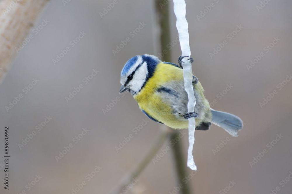 Fototapeta premium Blue tit at maple syrup icicle in early spring