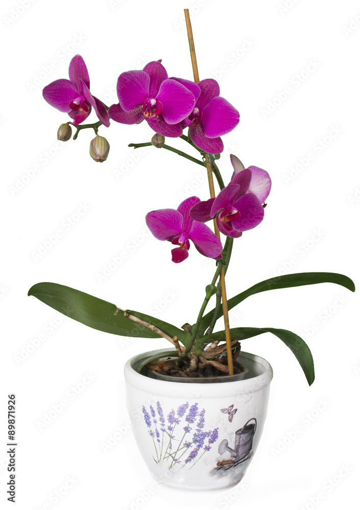 Blooming Orchid - obrazy, fototapety, plakaty 