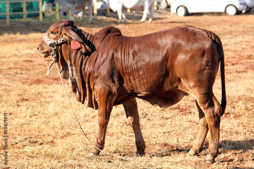 Brown Brahman Calf standing in the sun Brown Brahman Calf standing in the sun