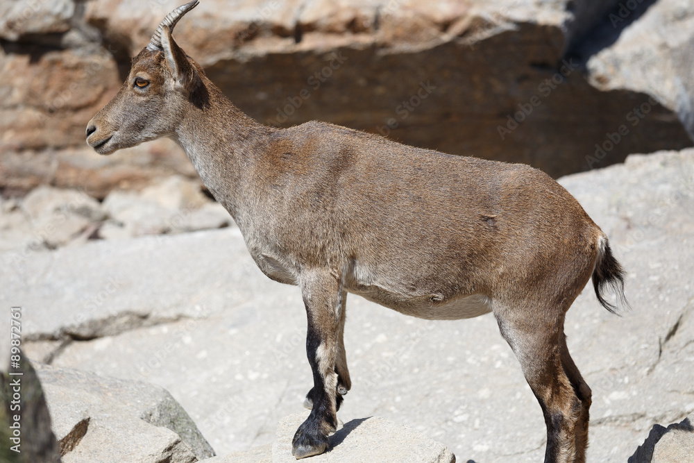 Spain, Gredos Mountain Range National Park, Wild Spanish Goat