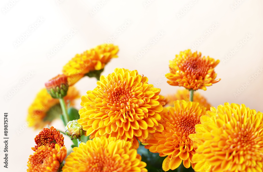 Chrysanthemum flowers background Chrysanthemum flowers background