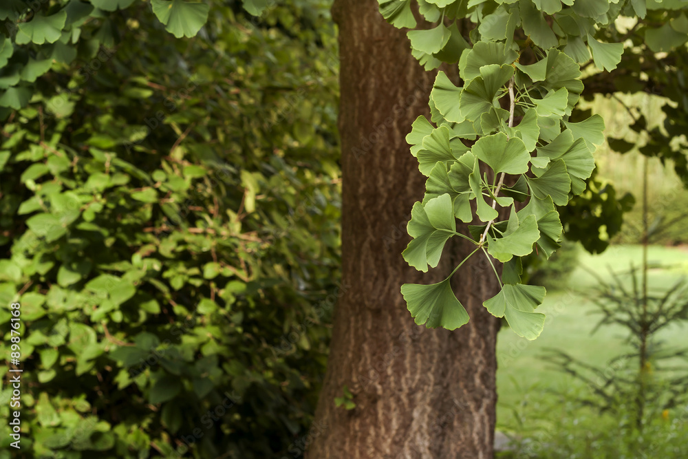 Obraz premium ginko biloba