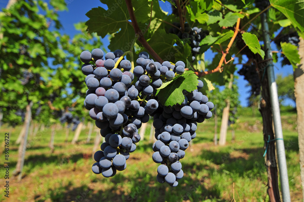 Naklejka premium Red grapes