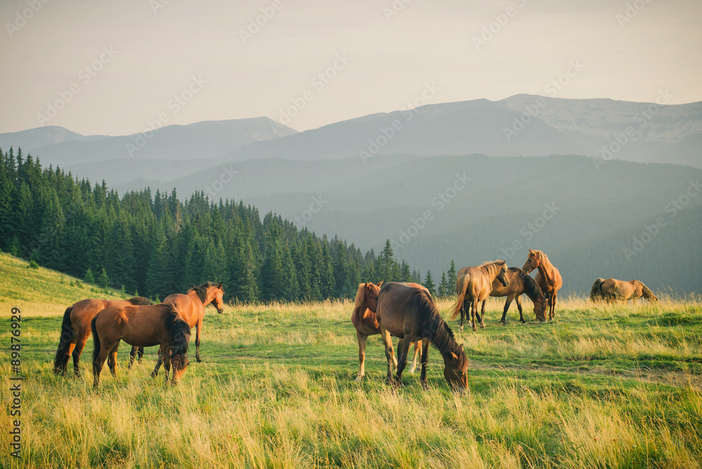 Fototapeta premium Wild horses in Carpathian mountain