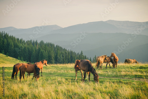 Wild horses in Carpathian mountain