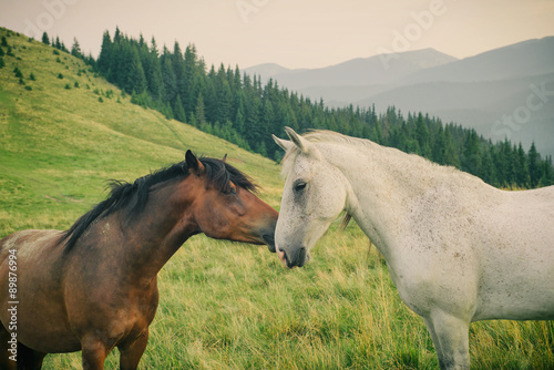 Fototapeta Naklejka Na Ścianę i Meble -  Wild horses in Carpathian mountain