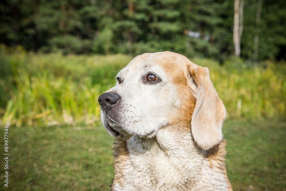 Beagle dog portrait.