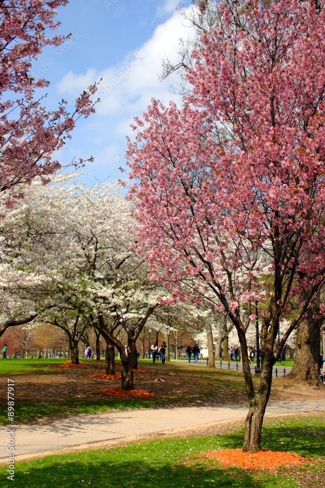 Cherry Blossom..