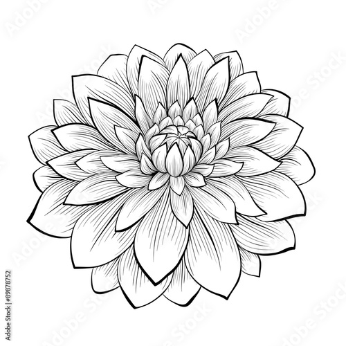 Photographie beautiful monochrome black and white dahlia flower isolated on white background