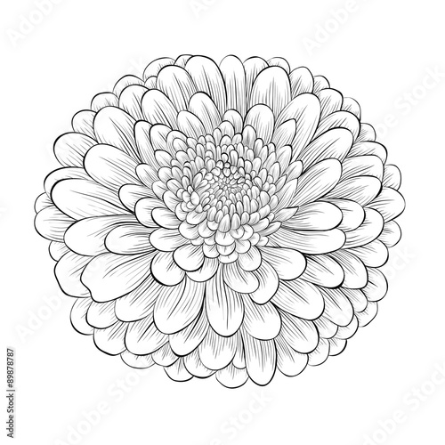 beautiful monochrome black and white flower isolated on white background