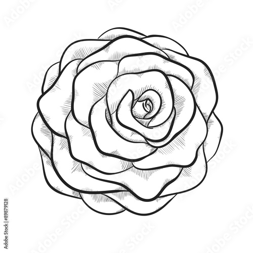 beautiful monochrome black and white rose isolated on white background