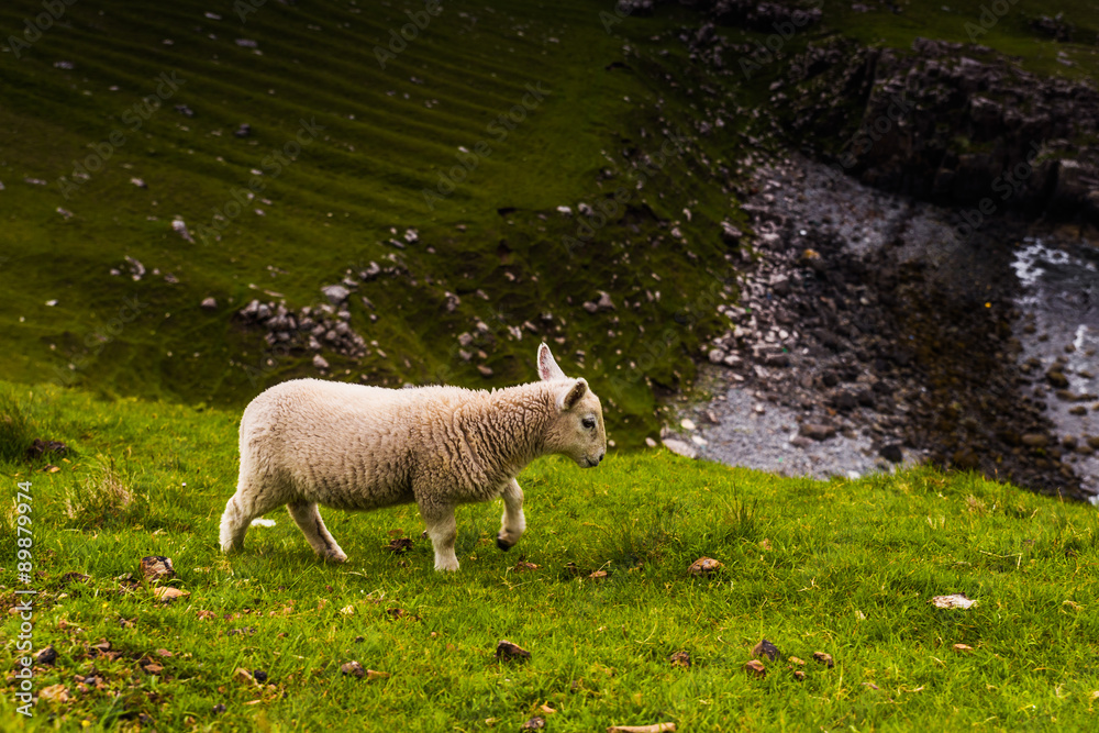 Fototapeta premium Lamb in Neist Point fields, isle of Skye, Scotland