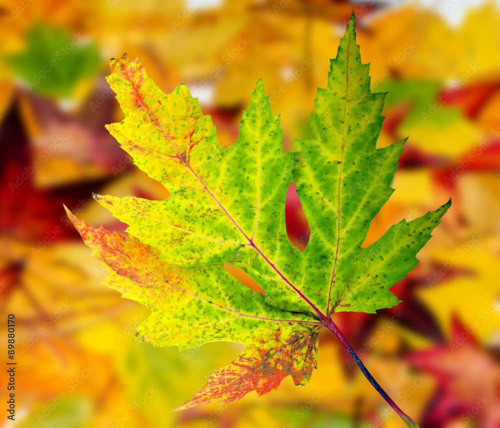 Fototapeta premium Herbstschönheit: Buntes Blatt :)