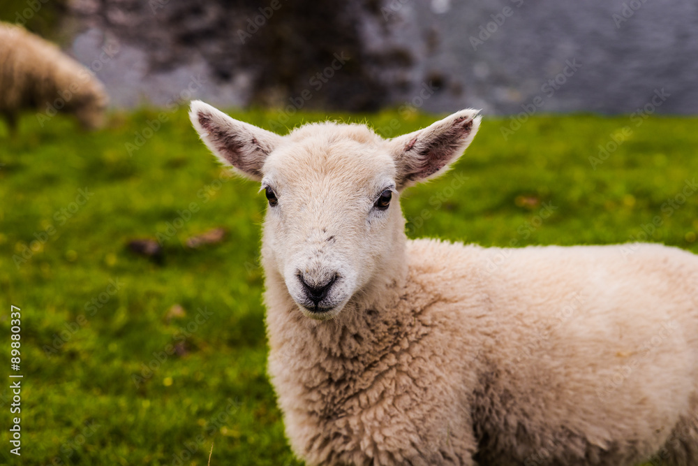 Lamb in Neist Point fields, isle of Skye, Scotland Lamb in Neist Point fields, isle of Skye, Scotland