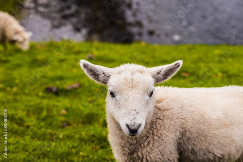 Lamb in Neist Point fields, isle of Skye, Scotland