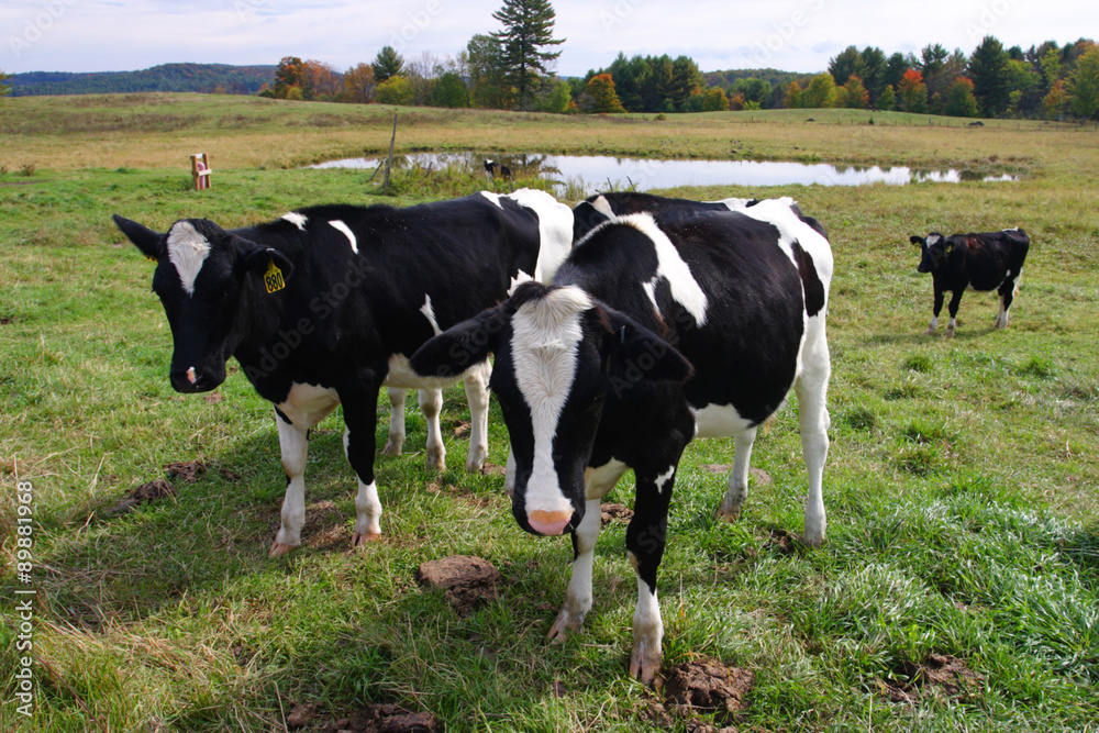 Cow .. Cow ..