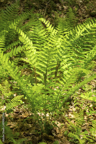 Vertical image of interrupted fern, Osmunda claytoniana, in Shen