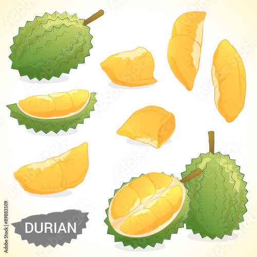 Set of durian in various styles vector format