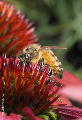 Closeup of Honey Bee on a Corn Flower