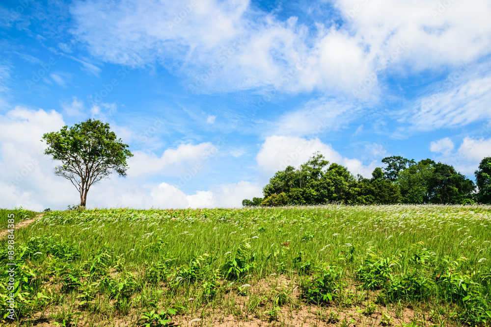 Obraz premium Meadow