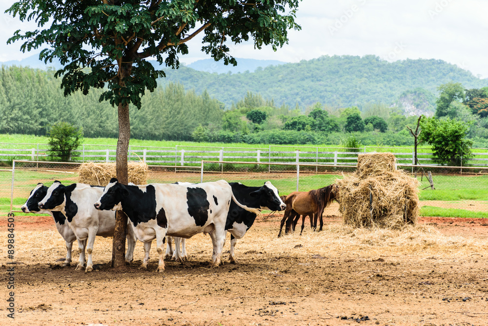 Obraz premium Cow & Horse