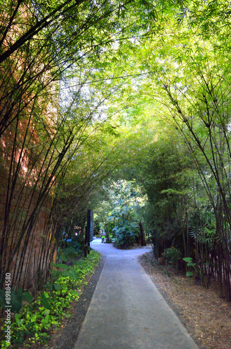 A path with dense bamboo groves on both sides..