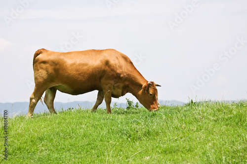 Shorthorn cattle feeding grass photo