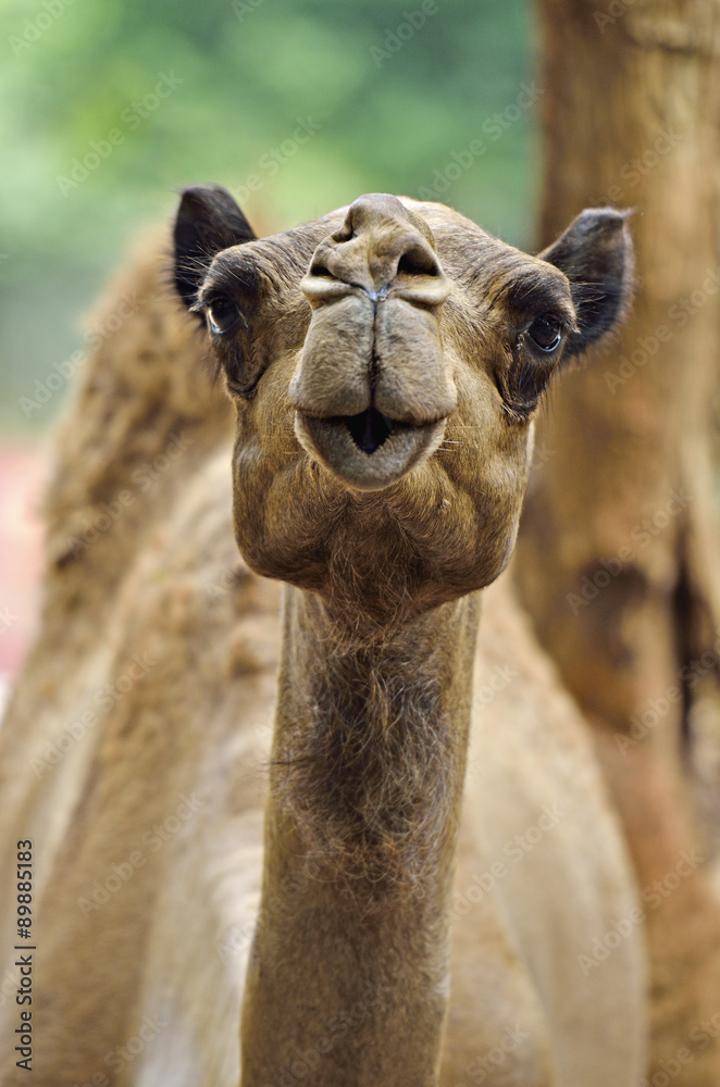 Fototapeta premium Camel..