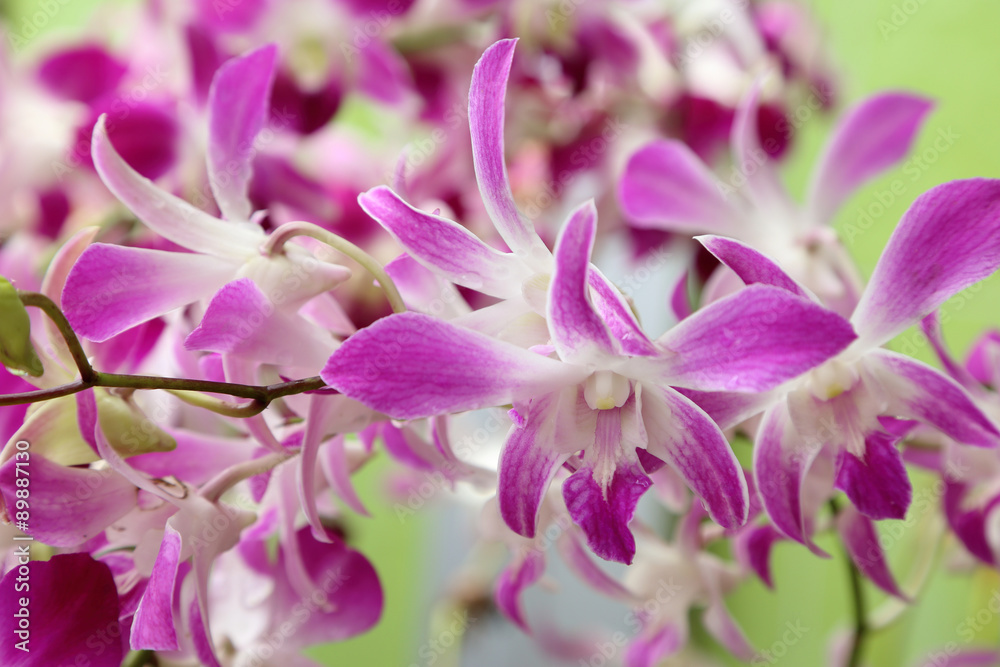 Beautiful purple orchid in garden.