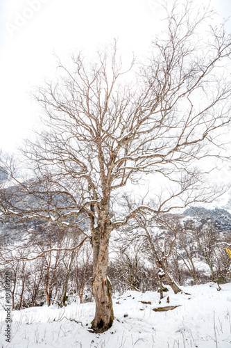 Tree in snow © jimmyan8511