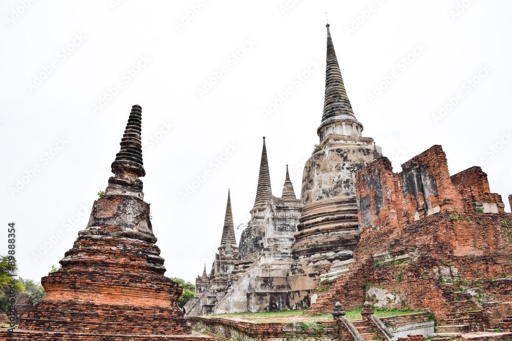 Fototapeta premium Yellow mushroom