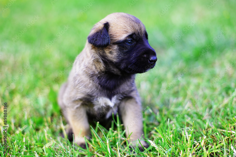  puppies in field