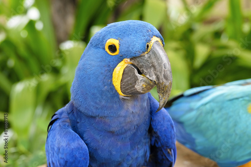 Portrait of Hyacinth Macaw Parrot photo