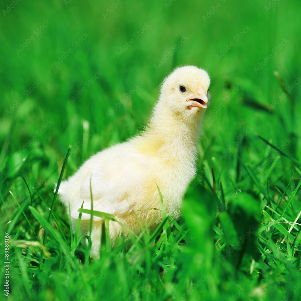 chick  and green grass