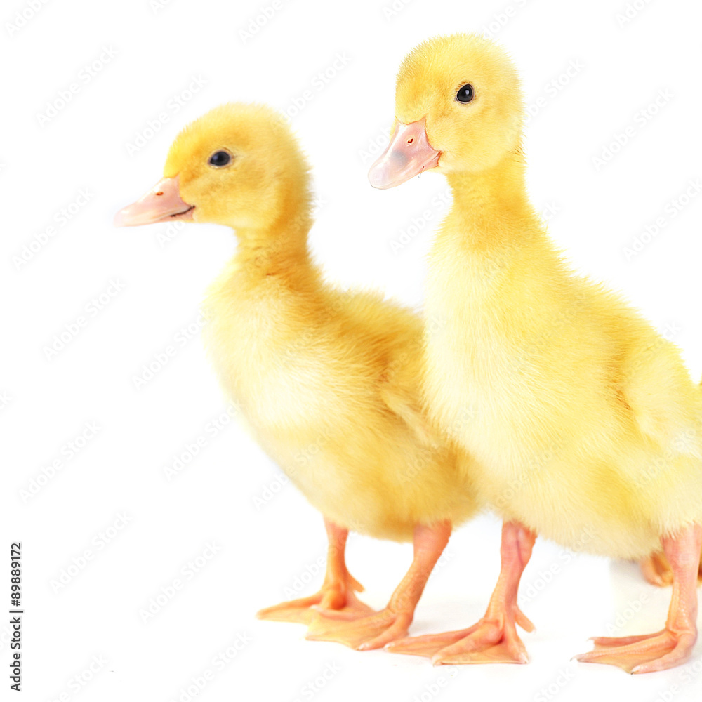 yellow fluffy ducklings
