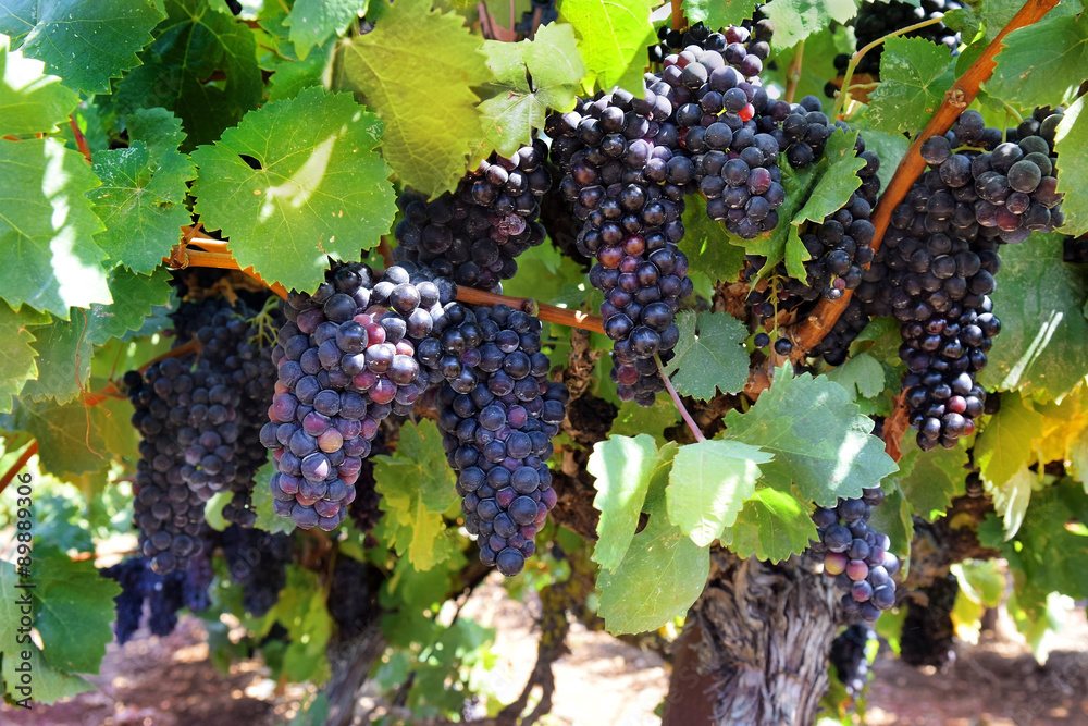 ripe bunches of sweet red grapes Isabella