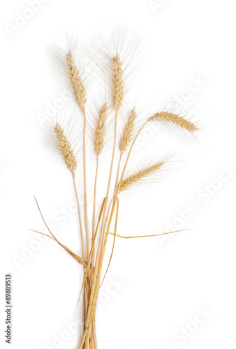 Several stems of wheat with spikelets on a light background