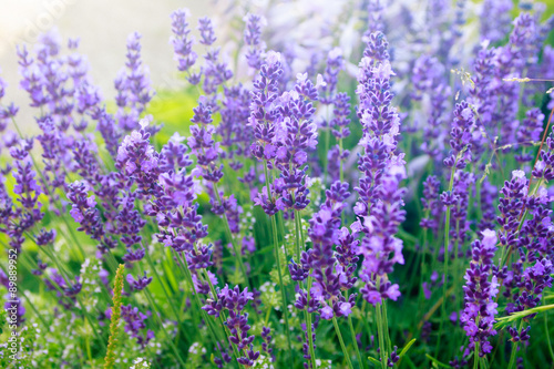 purple lavender in the garden 