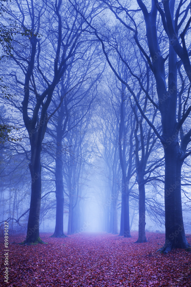 Path in a dark and foggy forest in The Netherlands