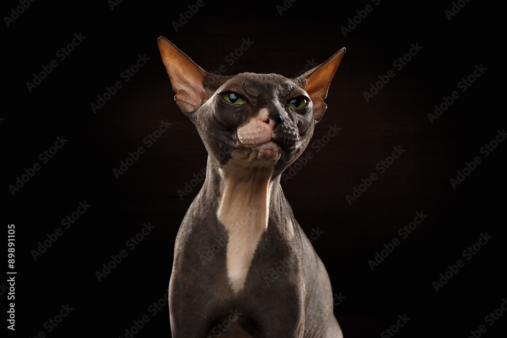 Closeup Portrait of Grumpy Sphynx Cat Front view on Black