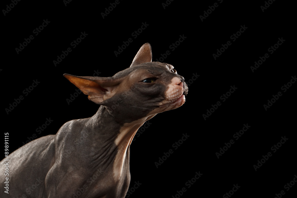 Closeup Portrait of stretches Sphynx Cat Front view on Black