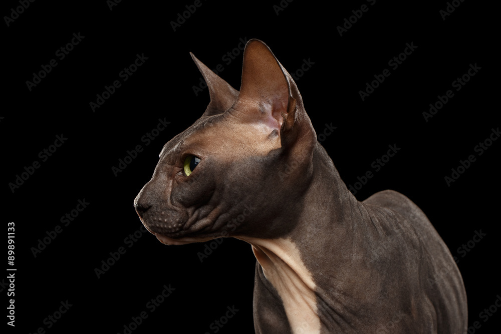 Closeup Sphynx Cat in Profile view on Black