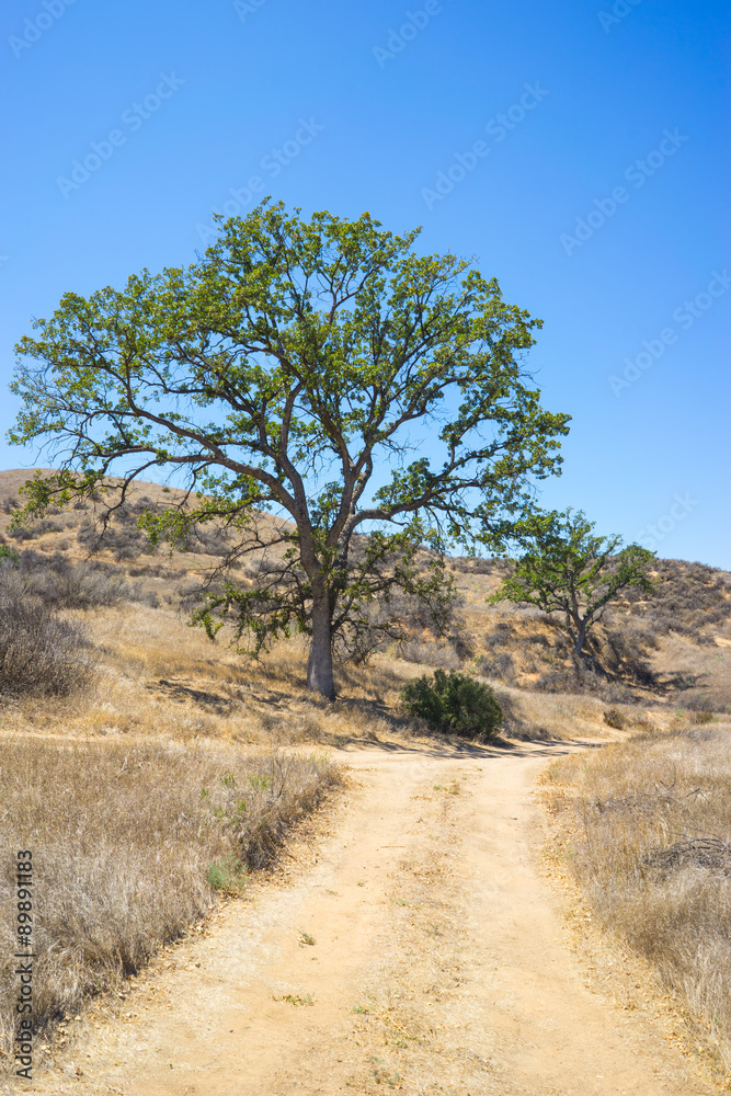 Offroad Trail in California Hills
