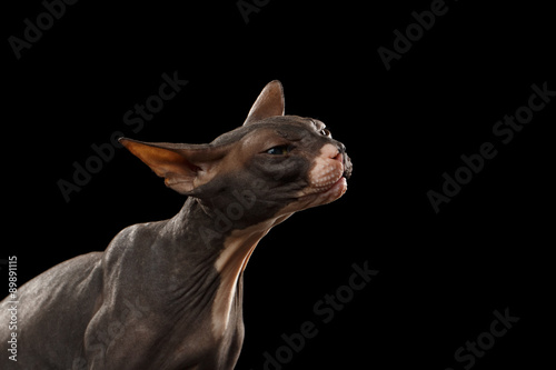 Closeup Portrait of stretches Sphynx Cat Front view on Black © seregraff