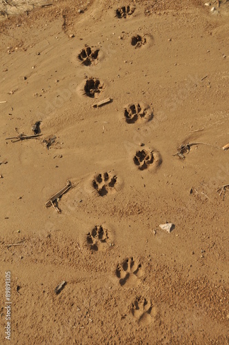 Собачьи следы на мокром песке.